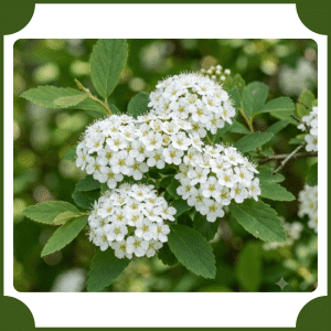 Elm-Leaved Spirea