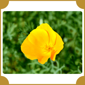 Elsholtzia Flower