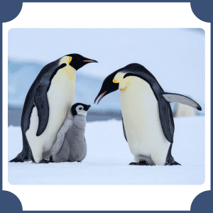Emperor Penguin | Animals That Start with E