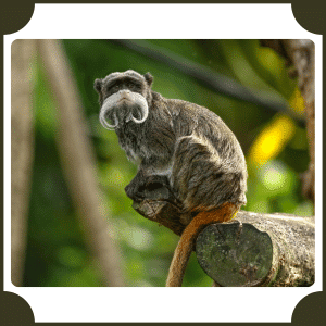 Emperor Tamarin