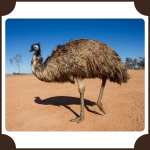 Emu | Animals That Start with E