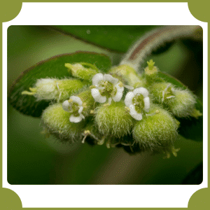 Enchanter's Nightshade