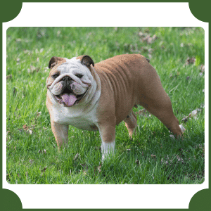 English Bulldog