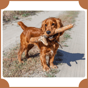 English Cocker Spaniel