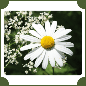 English Daisy | Flowers That Start with E