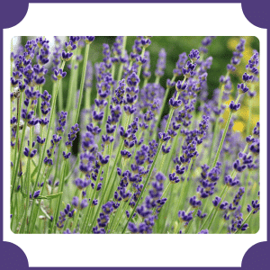 English Lavender