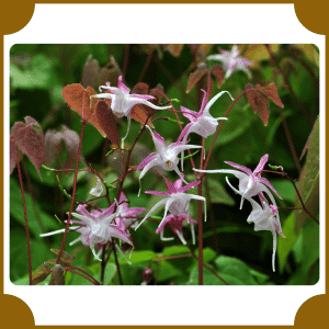 Epimedium | Flowers That Start with E