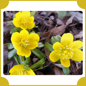 Eranthis | Flowers That Start with E