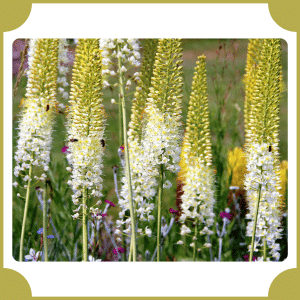 Eremurus