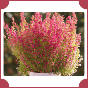 Erica | Flowers That Start with E