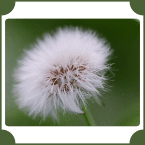 Erigeron | Flowers That Start with E