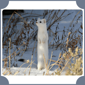 Ermine | Animals That Start with E