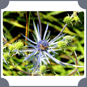 Eryngium | Flowers That Start with E