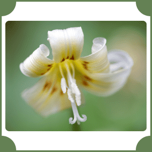 Erythronium | Flowers That Start with E
