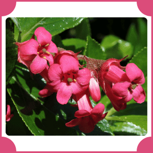 Escallonia