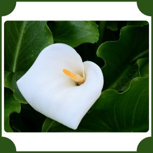 Ethiopian Arum Lily