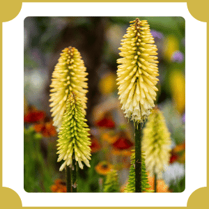 Eucomis