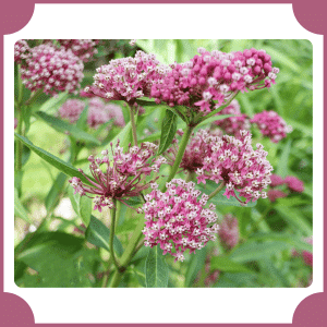 Eupatorium