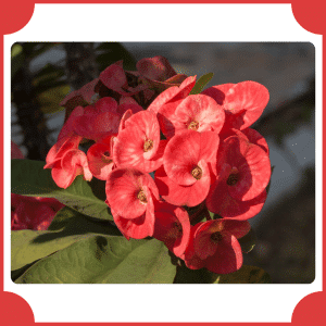 Euphorbia