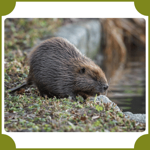 Eurasian Beaver