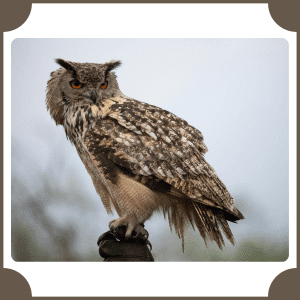 Eurasian Eagle-Owl