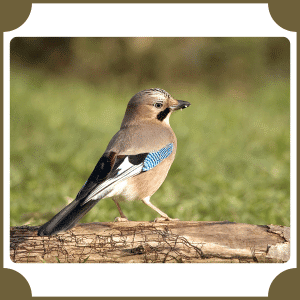 Eurasian Jay