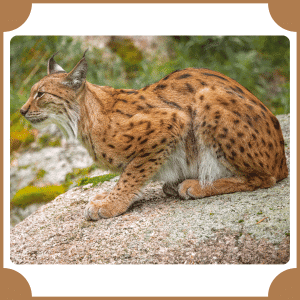 Eurasian Lynx