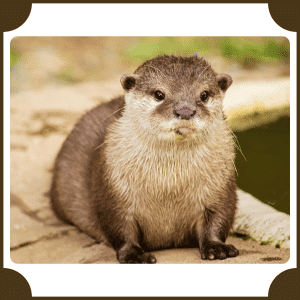 Eurasian Otter