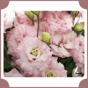 Eustoma | Flowers That Start with E