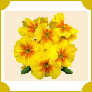 Evening Primrose | Flowers That Start with E