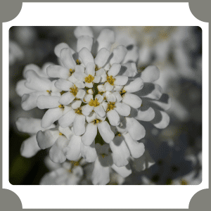 Evergreen Candytuft | Flowers That Start with E