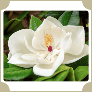 Evergreen Magnolia