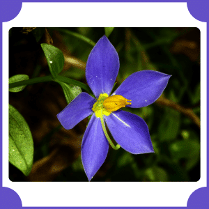 Exacum