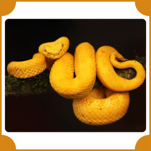 Eyelash Viper