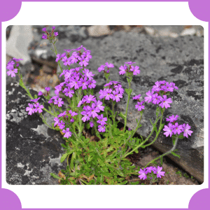 Fairy Foxglove | Flowers That Start with F