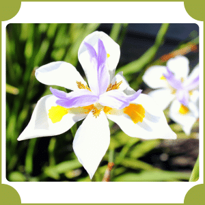 Fairy Iris | Flowers That Start with F