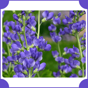 False Indigo | Flowers That Start with F