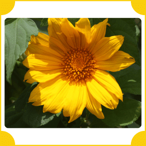False Sunflower | Flowers That Start with F