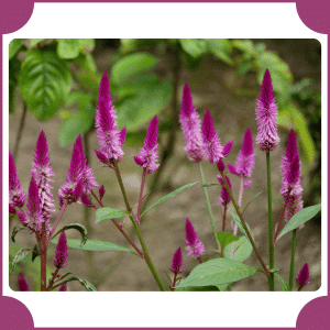 Feather Celosia | Flowers That Start with F