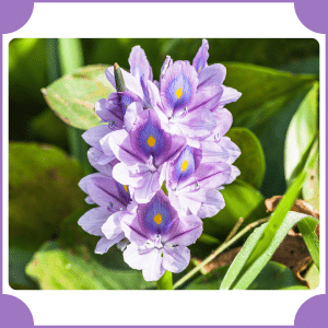 Feather Hyacinth | Flowers That Start with F