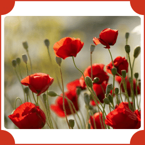 Feathered Poppy | Flowers That Start with F