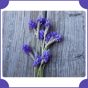 Fernleaf Lavender | Flowers That Start with F