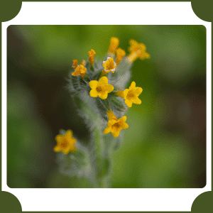 Fiddleneck | Flowers That Start with F