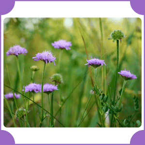 Field Scabious | Flowers That Start with F