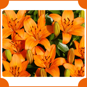 Fire Lily | Flowers That Start with F