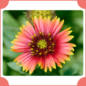 Firewheel