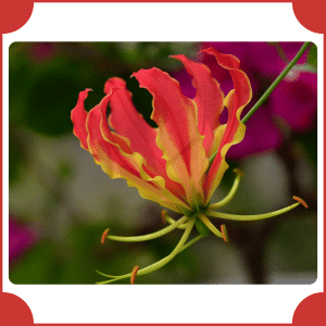 Flame Lily