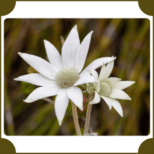 Flannel Flower | Flowers That Start with F