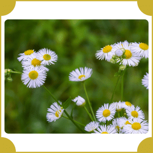 Fleabane | Flowers That Start with F