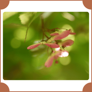 Flowering Maple